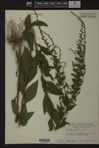 Solidago rugosa image