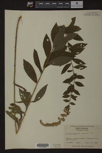 Solidago rugosa image