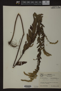 Solidago rugosa image