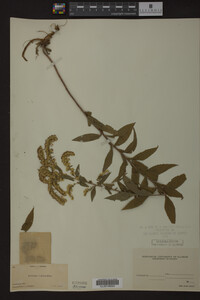 Solidago rugosa image