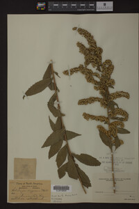 Solidago rugosa image