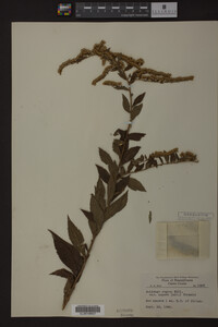 Solidago rugosa image