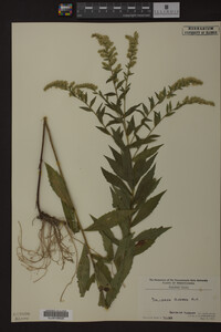 Solidago rugosa image