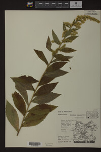 Solidago rugosa image