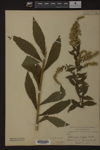 Solidago rugosa image