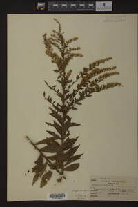 Solidago rugosa image