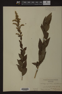 Solidago rugosa image