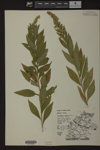 Solidago rugosa image