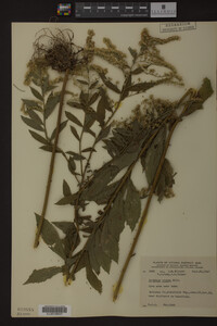 Solidago rugosa image