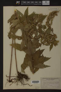 Solidago rugosa image