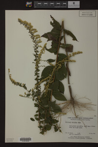 Solidago rugosa image