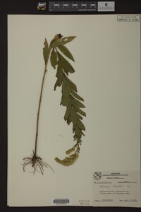 Solidago rugosa image