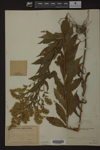 Solidago rugosa image