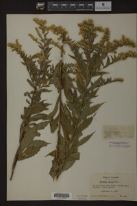 Solidago rugosa image