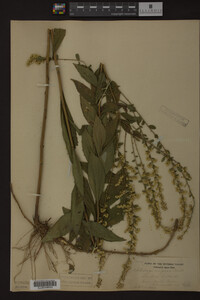 Solidago rugosa image