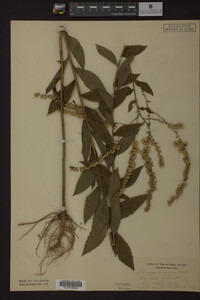 Solidago rugosa image