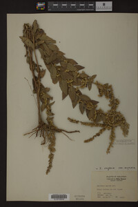 Solidago rugosa image