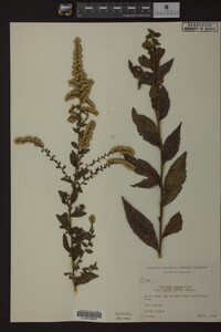 Solidago rugosa image