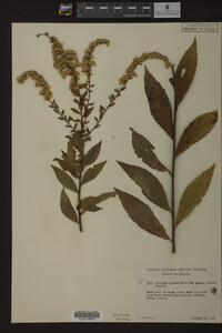 Solidago rugosa image