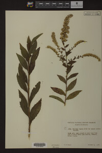 Solidago rugosa image