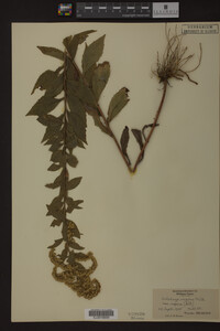 Solidago rugosa image