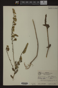 Solidago rugosa image