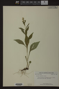 Solidago roanensis image