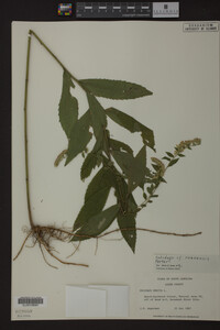 Solidago roanensis image