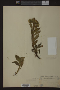 Solidago roanensis image