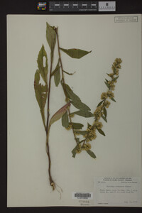 Solidago roanensis image