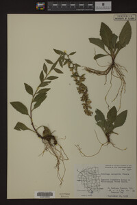 Solidago sciaphila image