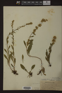 Image Associated With the Occurrence