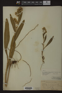Image Associated With the Occurrence