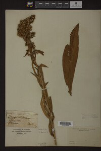 Image Associated With the Occurrence
