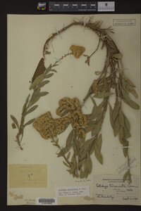 Image Associated With the Occurrence