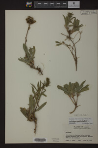 Solidago spathulata image