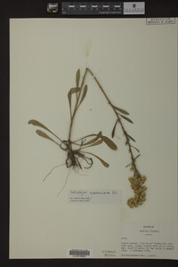 Solidago spathulata image