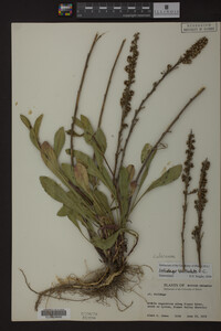 Solidago spathulata image