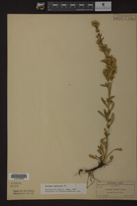 Solidago spathulata image