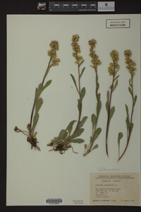 Solidago spathulata image