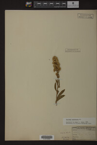 Solidago spathulata image