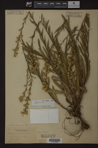 Solidago spathulata image