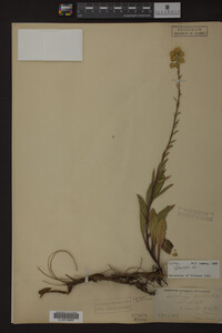 Solidago spathulata image