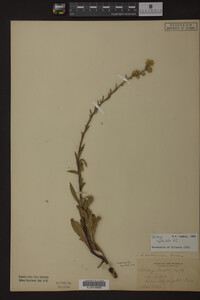 Solidago spathulata image