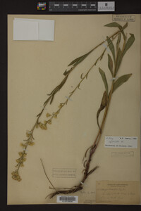 Solidago spathulata image
