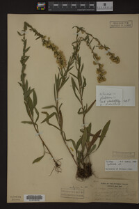 Solidago spathulata image