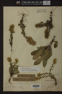 Solidago spathulata image
