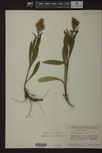 Solidago spathulata image