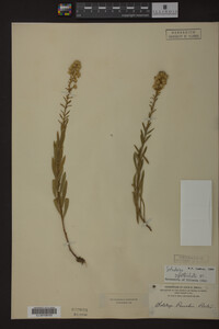 Solidago spathulata image