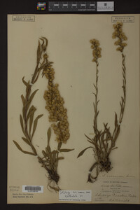 Solidago spathulata image